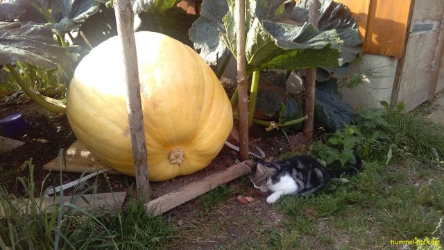 Gartenbesichtigung